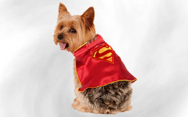 Costumes for animals