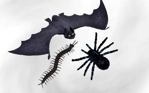 Spiders & scary animals