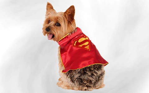 category image of the category “Costumes for animals”