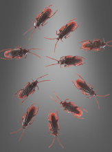 10 lebensgroße Kakerlaken Dekoration Halloween 