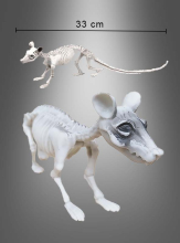 Skelett Ratte 33cm Halloween Dekoration  Skelett Ratte 33cm Halloween Dekoration