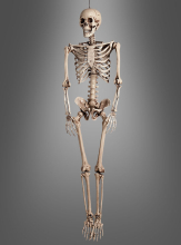 Lebensgroßer Skelett Mensch 160cm verstellbar  Lebensgroßer Skelett Mensch 160cm verstellbar