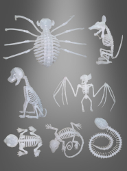 Artikelbild 1 des Artikels “Skeletttiere Halloween nachtleuchtend “