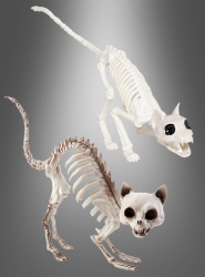 Artikelbild 1 des Artikels “Halloween Skelett Katze “