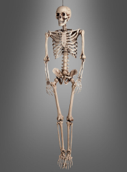 Product image 1 of the product “Life-Size Human Skeleton 160cm ”