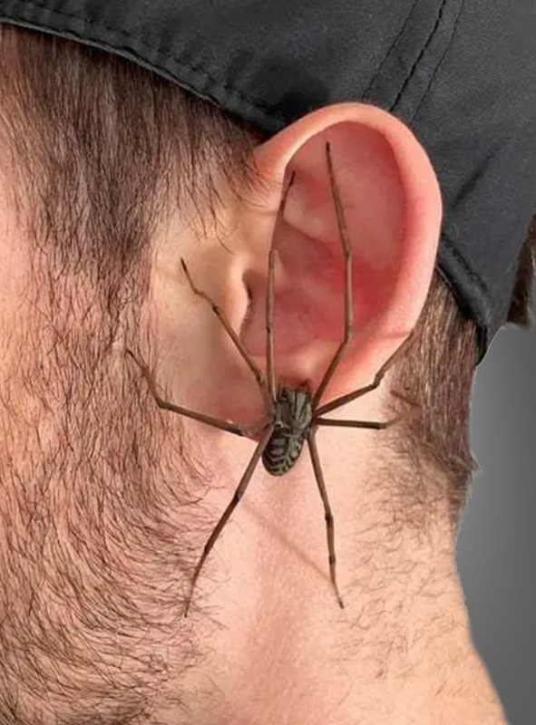 One Griant Spider Earring