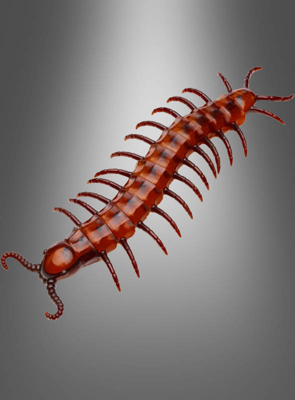 Giant Centipede 45cm