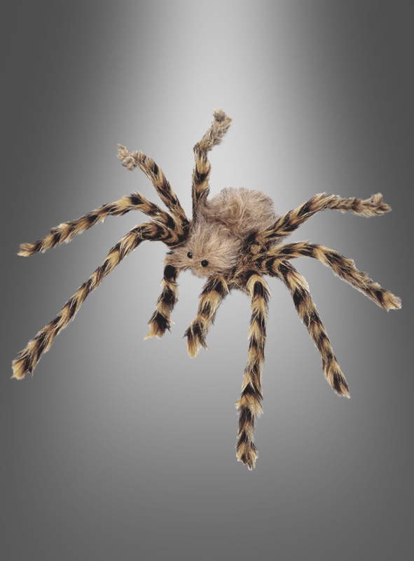 Giant Long Hair Spider 64cm brown