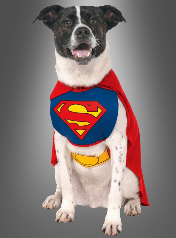 Superman Hundekostüm bei Kostümpalast.de