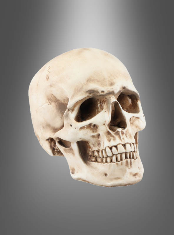 Solid skull 21cm deluxe polyresin 