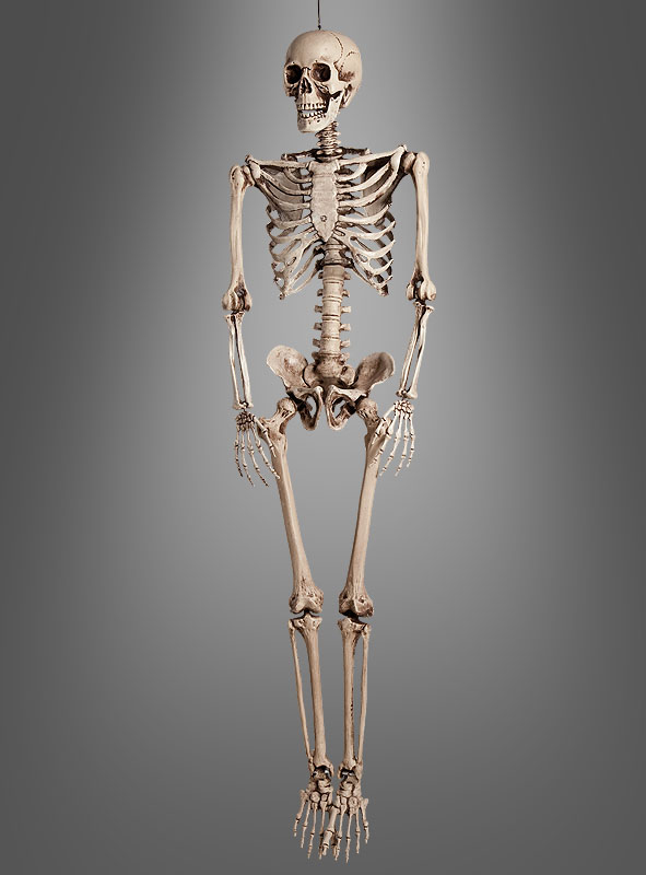 Life-Size Human Skeleton 160cm 