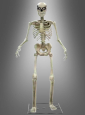 Life-Size Skeleton Animatronic 210cm 