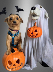 Product image 2 of the product “Ghost Dog 55cm with LED Light ”