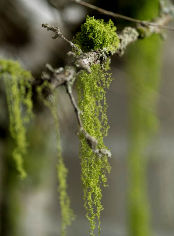 Stretchy Moss 50g Halloween Decoration 