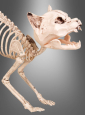 Halloween Skelett Katze 
