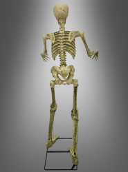 Artikelbild 3 des Artikels “Bewegliches Skelett Halloween Deko 150 cm “