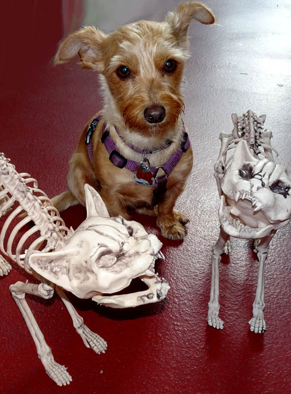 Halloween Skelett Katze 