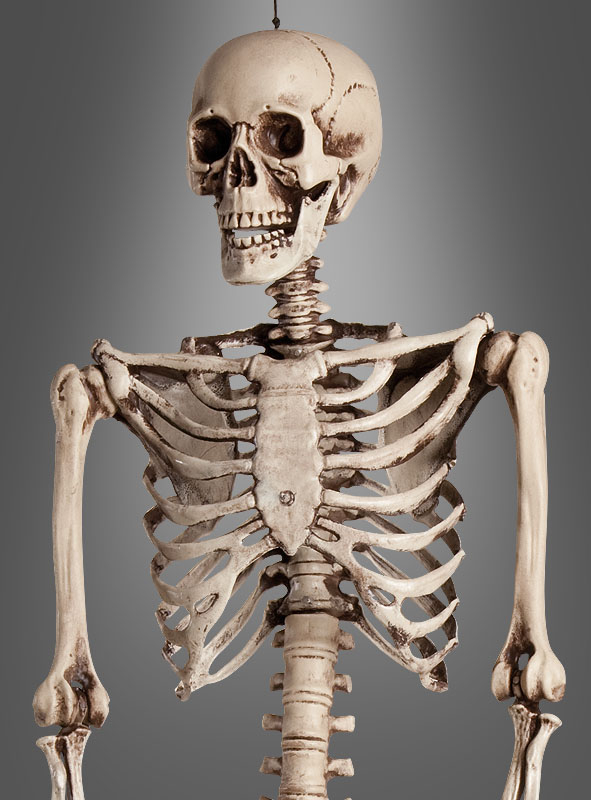 Life-Size Human Skeleton 160cm 
