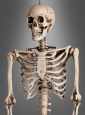 Life-Size Human Skeleton 160cm 