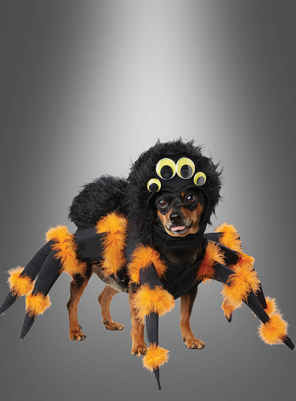 Spinnenkostüm Hund