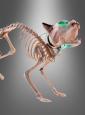 Halloween Skelett Katze 