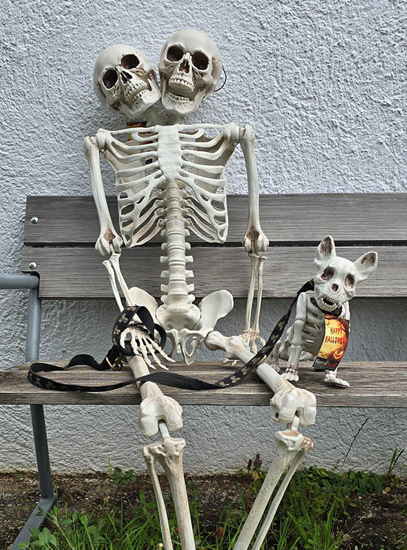 Skeleton life-size 153cm with two Heads 