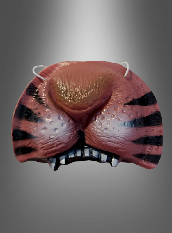 Artikelbild 1 des Artikels “Tigernase “