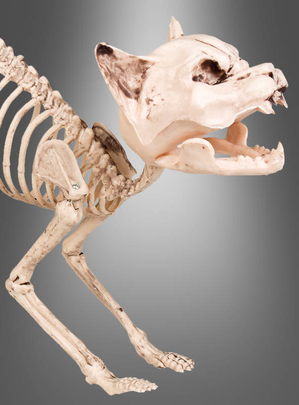 Artikelbild 2 des Artikels “Halloween Skelett Katze “