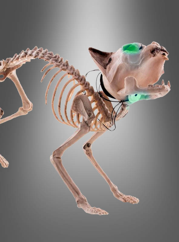Artikelbild 4 des Artikels “Halloween Skelett Katze “